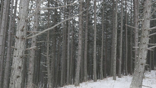 1920X1080全高清视频-雪下的针叶林慢镜头1080p高清视频视频素材