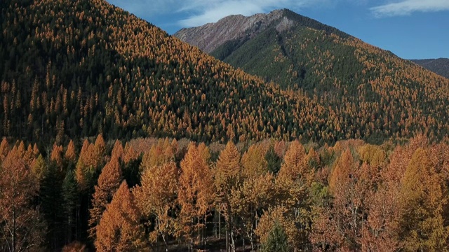 无人机拍摄的山脉和常绿森林与秋天颜色的叶子显示在落叶松。视频素材