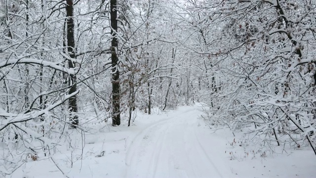 相机在冰雪覆盖的树枝间飞过冬日的森林视频素材