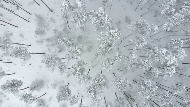 无人机在冰雪覆盖的冬季松林上空盘旋视频素材