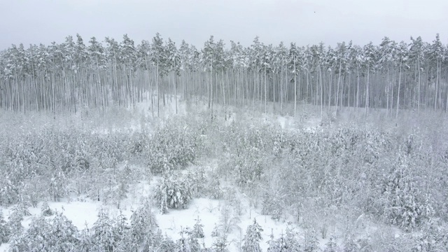 鸟瞰图的冬季背景与积雪覆盖的森林视频素材