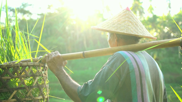 太阳耀斑观巴厘岛稻农搬运丰收视频素材