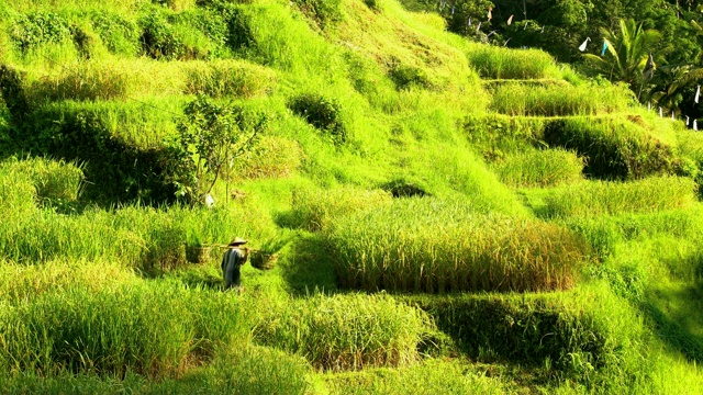 传统的巴厘岛稻农在山坡上劳作视频素材