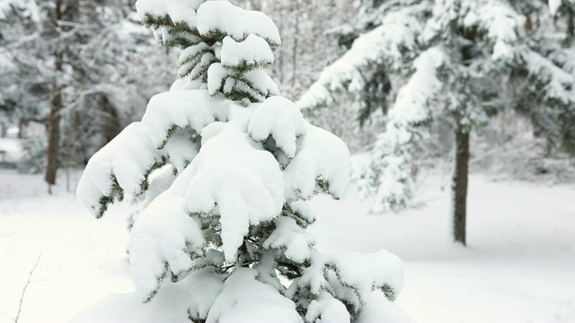 雪松稳定梢视频素材