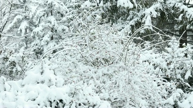 在白雪覆盖的松林中奔跑视频素材