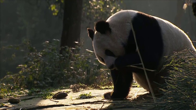 大熊猫吃竹子视频素材