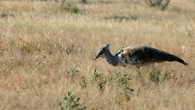 Kori bastard Etosha，纳米比亚，非洲视频素材