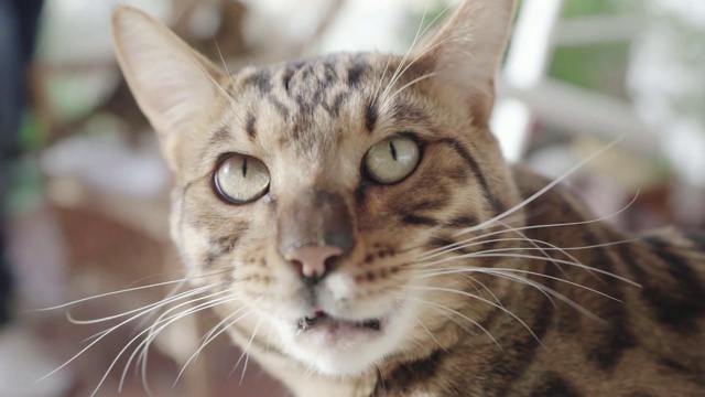 孟加拉猫在慢镜头看着威严的镜头。视频下载