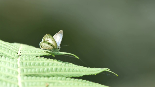 蝴蝶在蕨类植物的嫩芽上休息视频素材