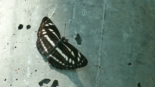 蝴蝶在水泥管上视频素材