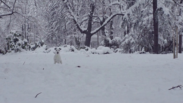 杰克罗素梗狗狗在雪中嬉戏，小狗开心快乐视频素材