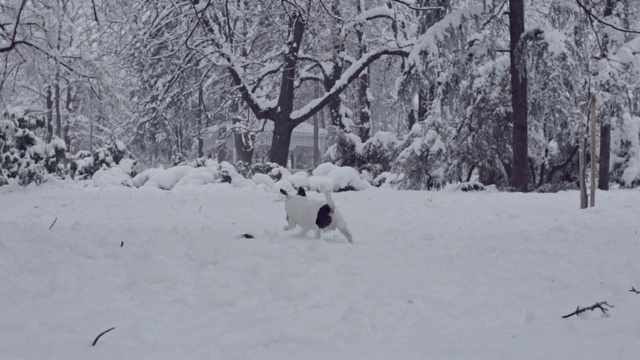 杰克罗素梗狗狗在雪中嬉戏，小狗开心快乐视频素材