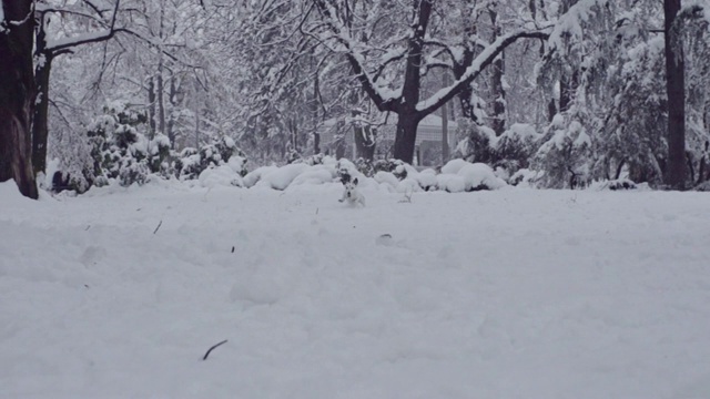 杰克罗素梗狗狗在雪中嬉戏，小狗开心快乐视频素材