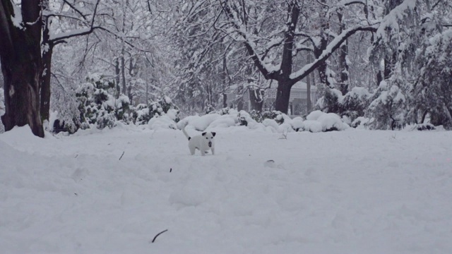 杰克罗素梗狗狗在雪中嬉戏，小狗开心快乐视频素材