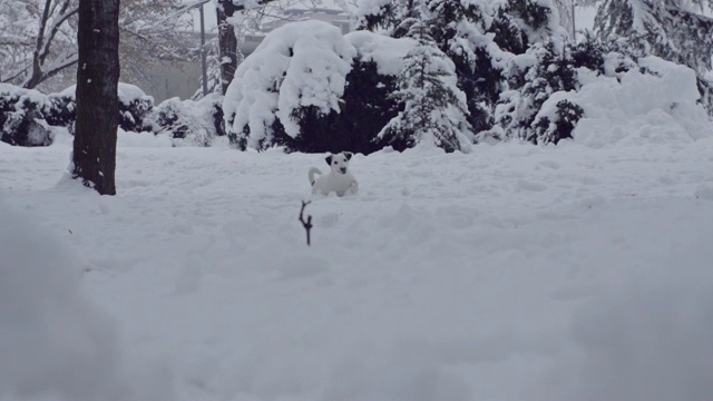 杰克罗素梗狗狗在雪中嬉戏，小狗开心快乐视频素材