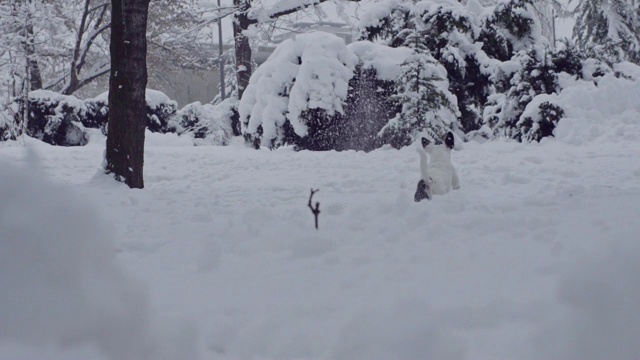 杰克罗素梗狗狗在雪中嬉戏，小狗开心快乐视频素材