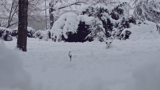 杰克罗素梗狗狗在雪中嬉戏，小狗开心快乐视频素材