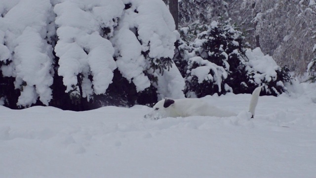 杰克罗素梗狗狗在雪中嬉戏，小狗开心快乐视频素材