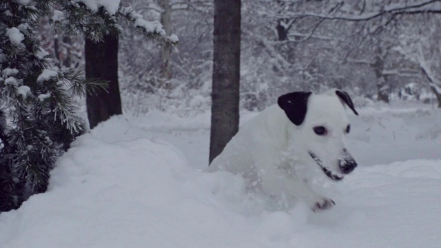 杰克罗素梗狗狗在雪中嬉戏，小狗开心快乐视频素材