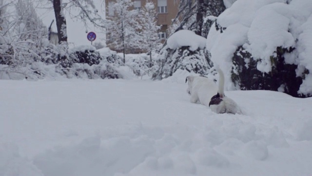 杰克罗素梗狗狗在雪中嬉戏，小狗开心快乐视频素材