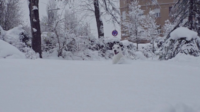 杰克罗素梗狗狗在雪中嬉戏，小狗开心快乐视频素材