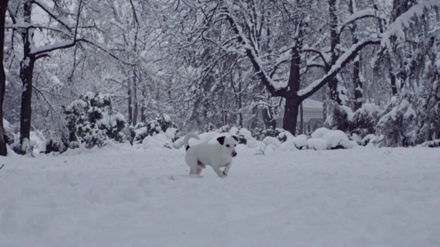 杰克罗素梗狗狗在雪中嬉戏，小狗开心快乐视频素材