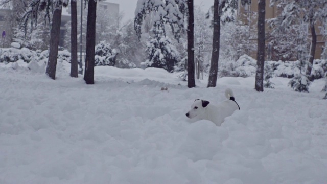 杰克罗素梗狗狗在雪中嬉戏，小狗开心快乐视频素材