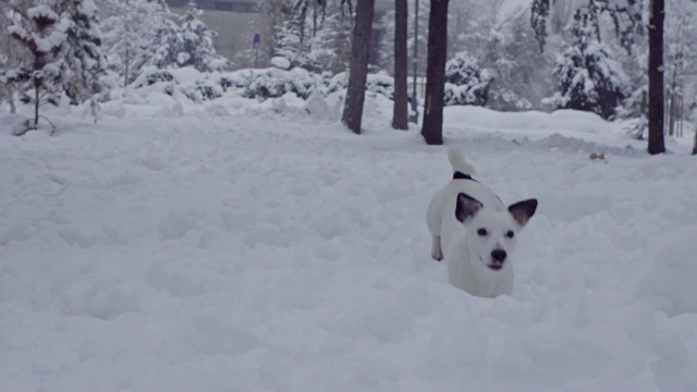 杰克罗素梗狗狗在雪中嬉戏，小狗开心快乐视频素材