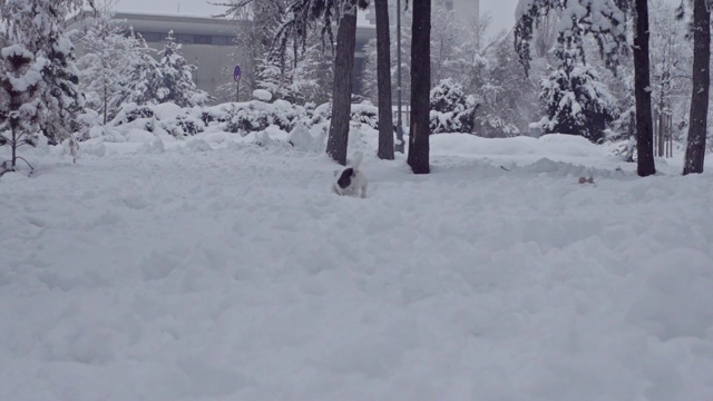 杰克罗素梗狗狗在雪中嬉戏，小狗开心快乐视频素材