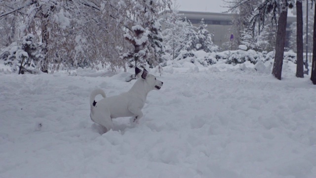 杰克罗素梗狗狗在雪中嬉戏，小狗开心快乐视频素材