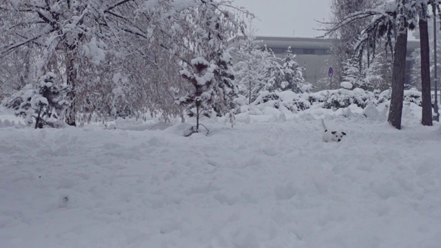 杰克罗素梗狗狗在雪中嬉戏，小狗开心快乐视频素材