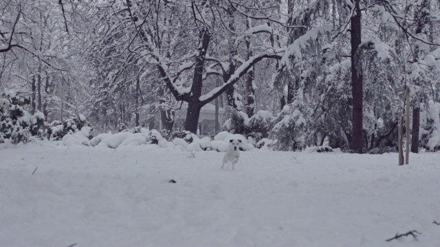 杰克罗素梗狗狗在雪中嬉戏，小狗开心快乐视频素材