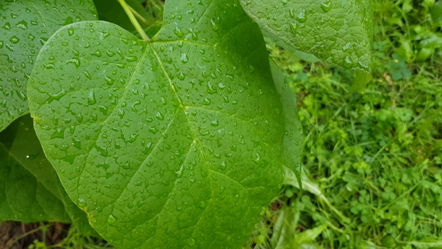 宽阔的绿叶上的露珠合上了。视频素材