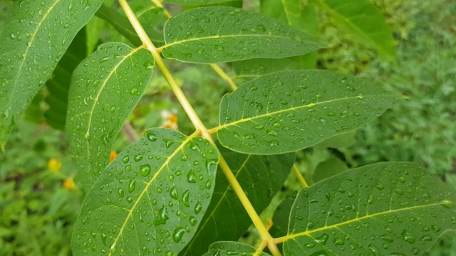 绿色的核桃叶在露水中视频素材