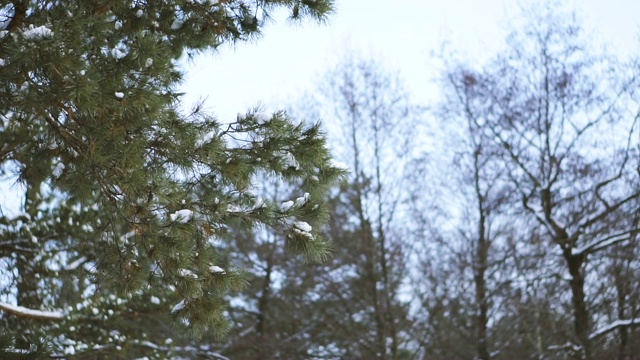 冬天。积雪松林视频素材