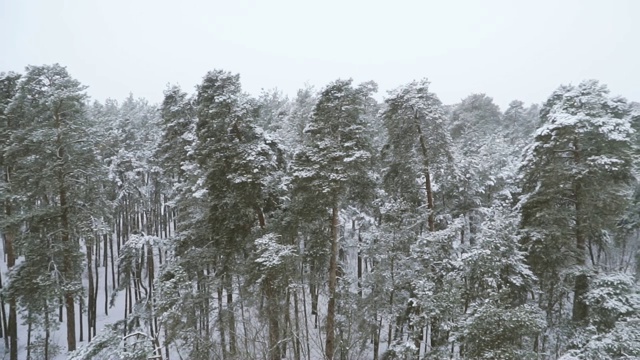 冬天。积雪松林视频素材