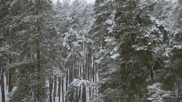 冬天。积雪松林视频素材