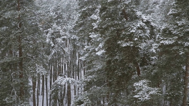 冬天。积雪松林视频素材