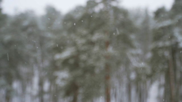 冬天。积雪松林视频素材