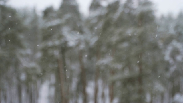 冬天。积雪松林视频素材