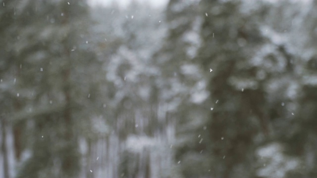 冬天。积雪松林视频素材