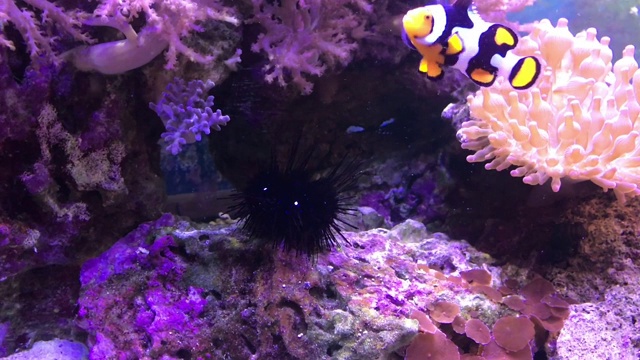 海洋水族馆充满热带鱼和植物。海胆纲视频素材