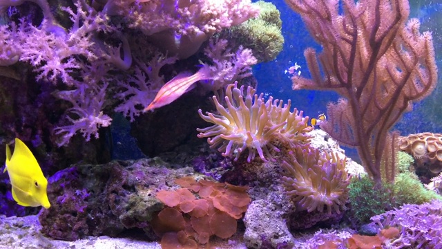 海洋水族馆充满热带鱼和植物。视频素材