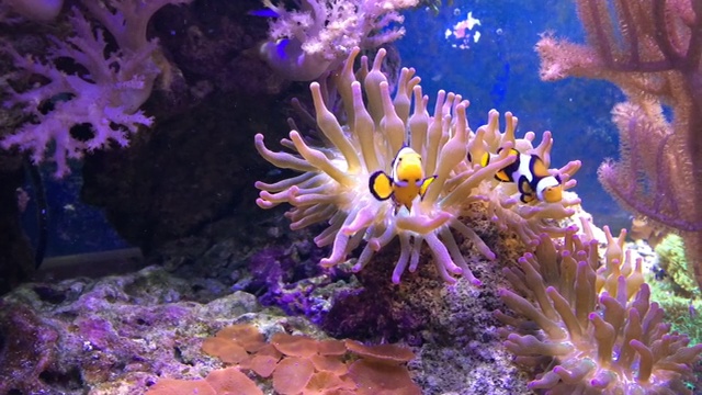 海洋水族馆充满热带鱼和植物。视频素材