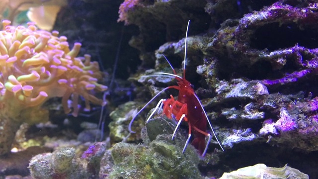 海洋水族馆充满热带鱼和植物。视频素材