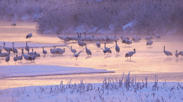 日本，北海道视频素材