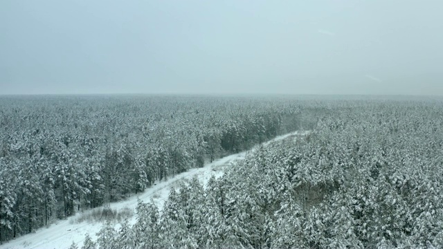 飞过白雪覆盖的冬季森林视频素材