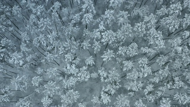 飞过白雪覆盖的冬季森林视频素材