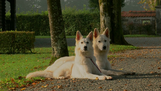 两只白色的牧羊犬躺在公园里，它们像双胞胎一样，互相模仿。视频素材