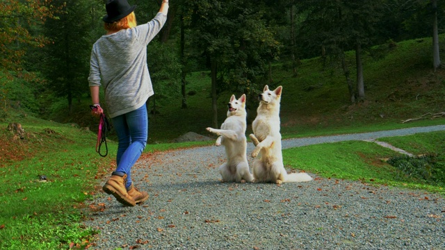 一个年轻的女人正在教两条白色的牧羊犬坐下并抬起它们的两条前腿。视频素材